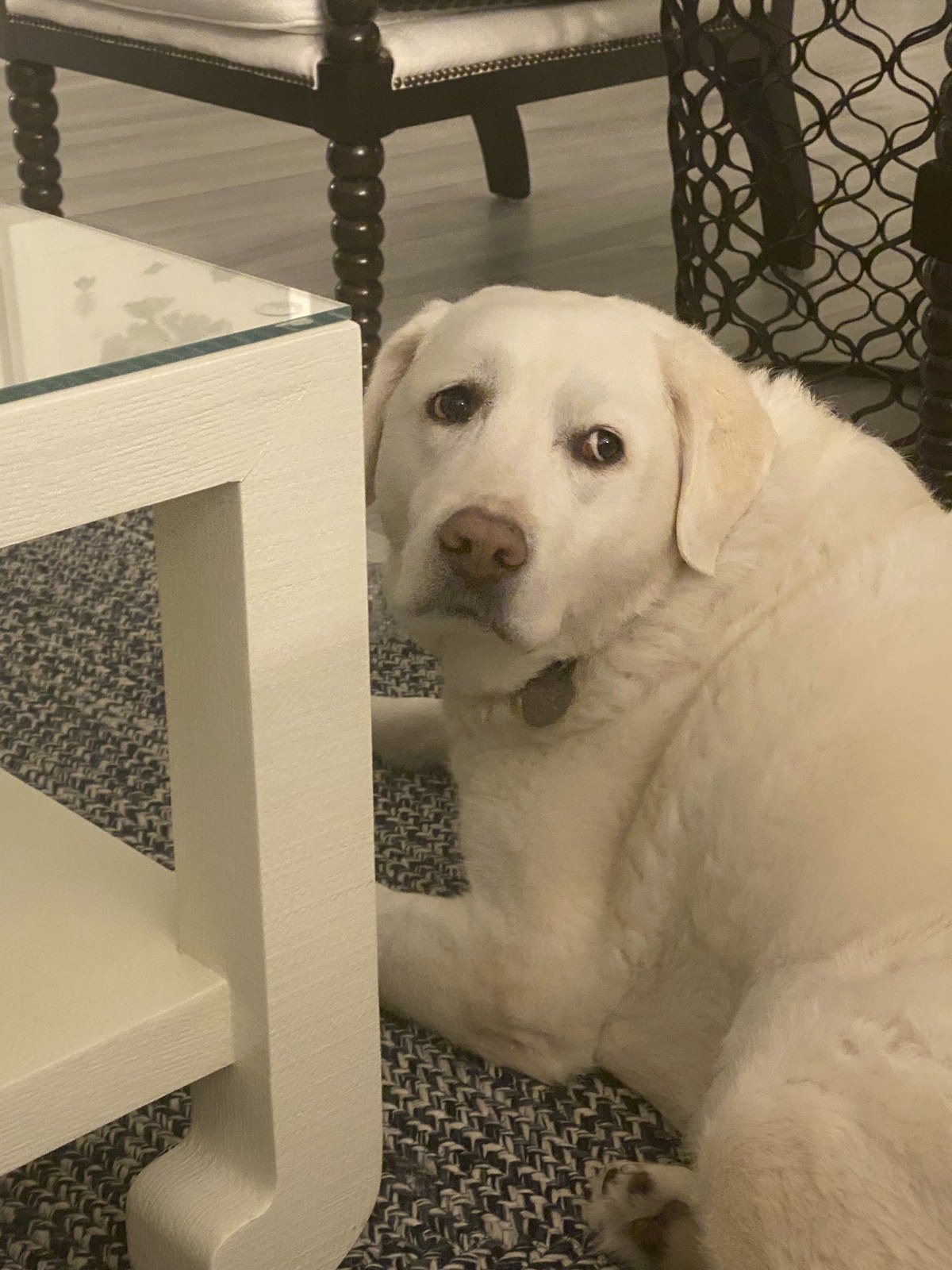 Did You Say DINNER?