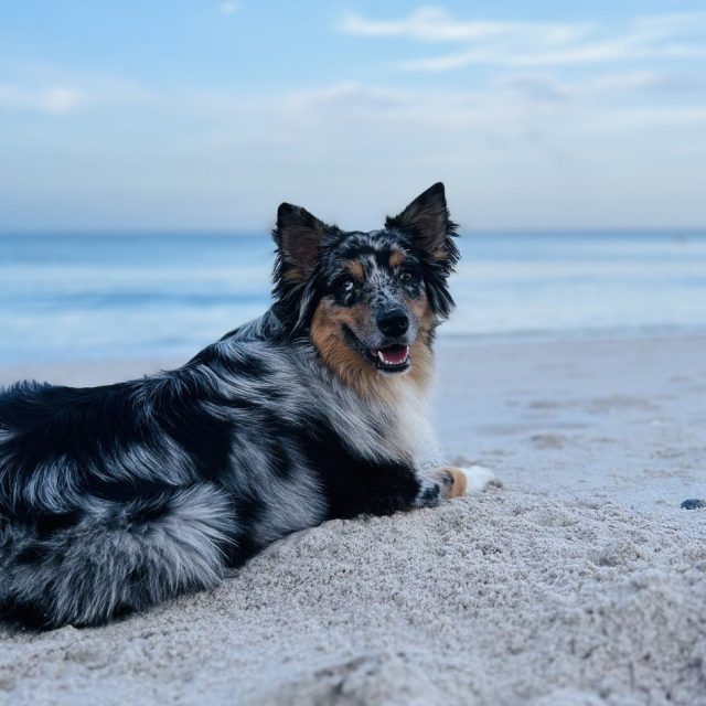 River Rocks At The Beach 🏝️