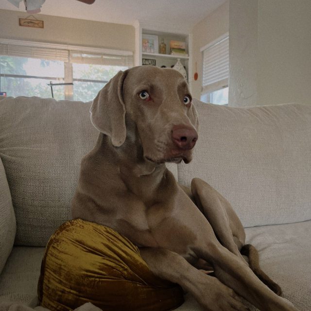 CEO Of Lounging