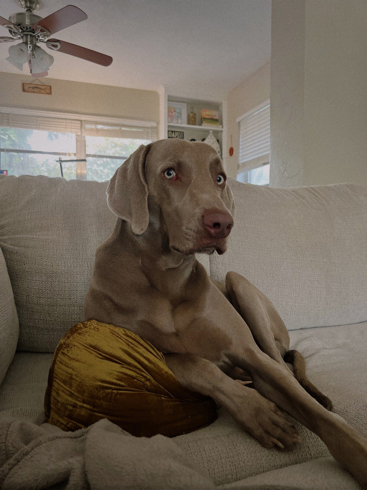 CEO Of Lounging