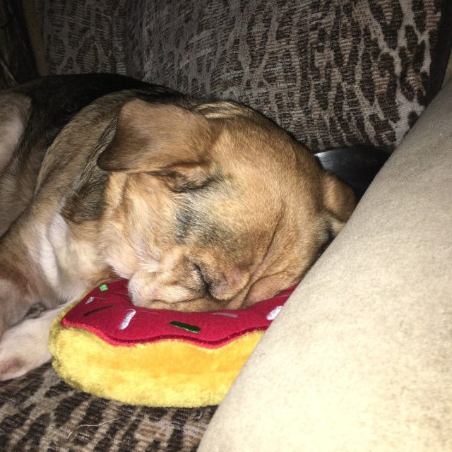 Sleepy Dog