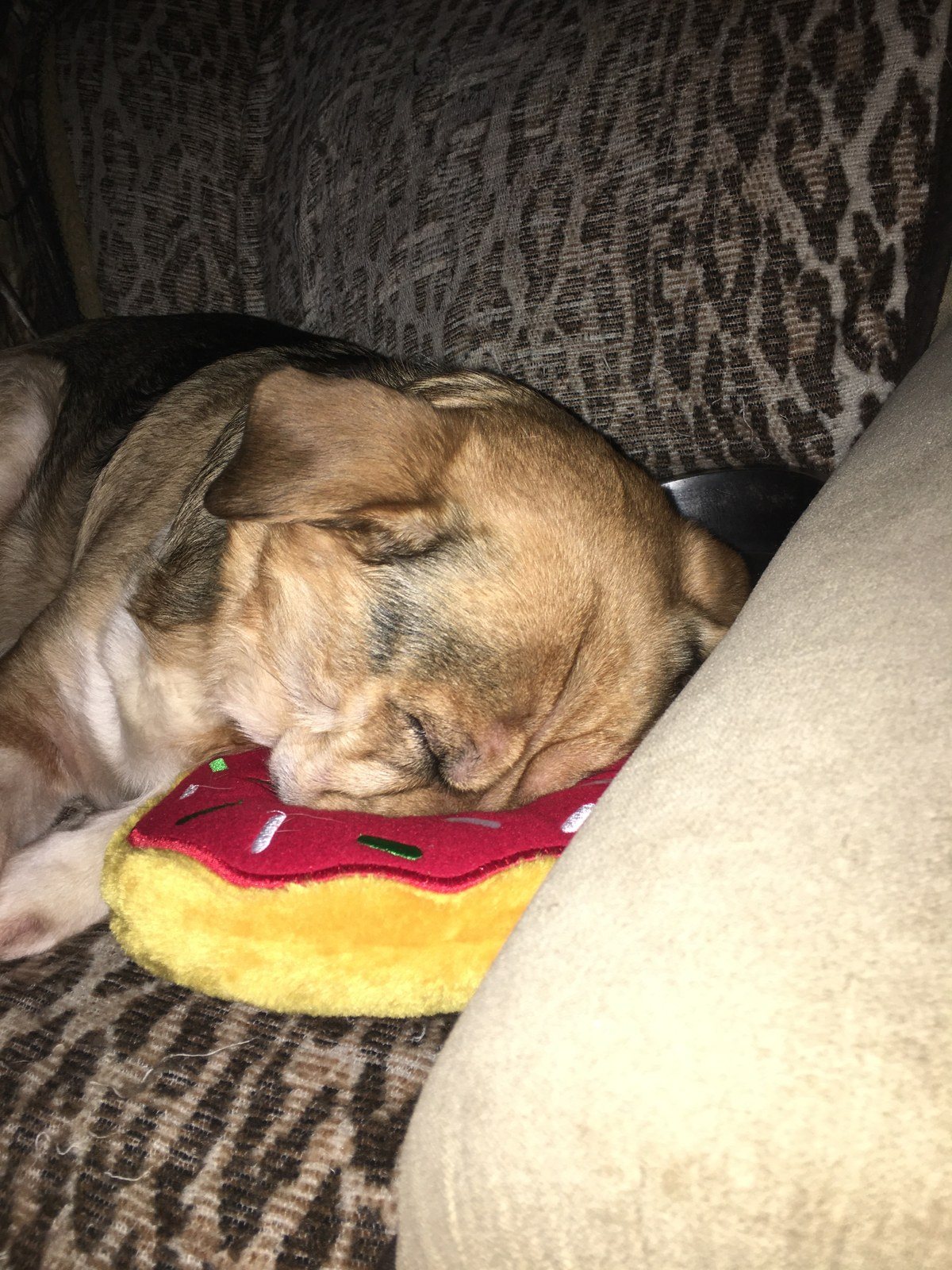 Sleepy Dog