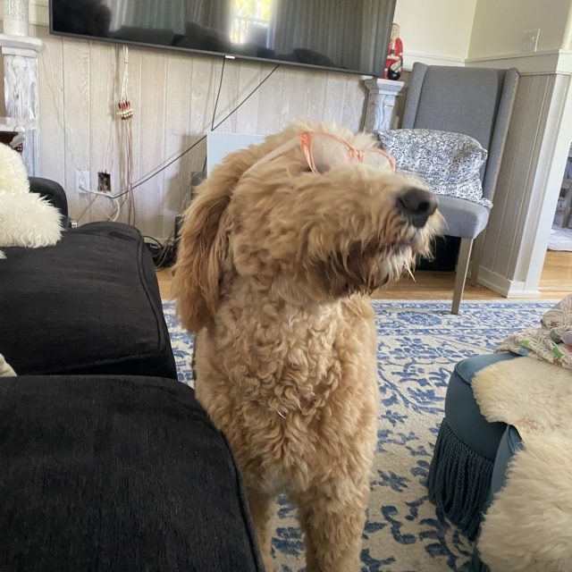 Duchess Smartest Dog
