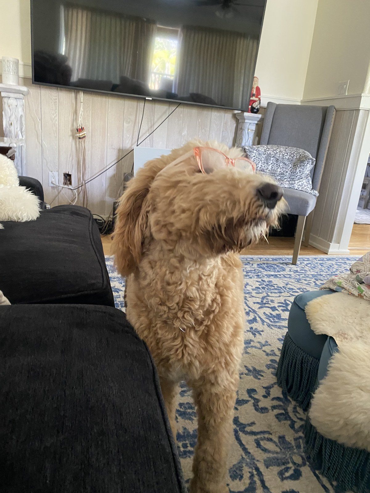 Duchess Smartest Dog
