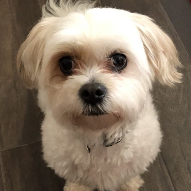 Rosie Posie