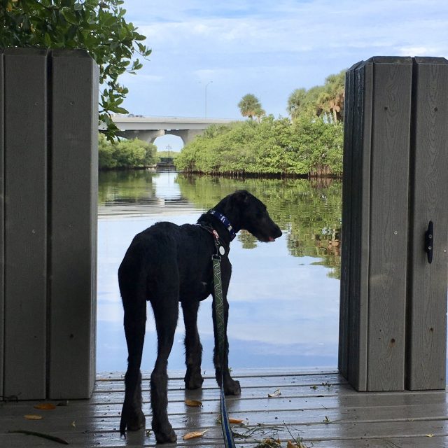 Derby On The Dock