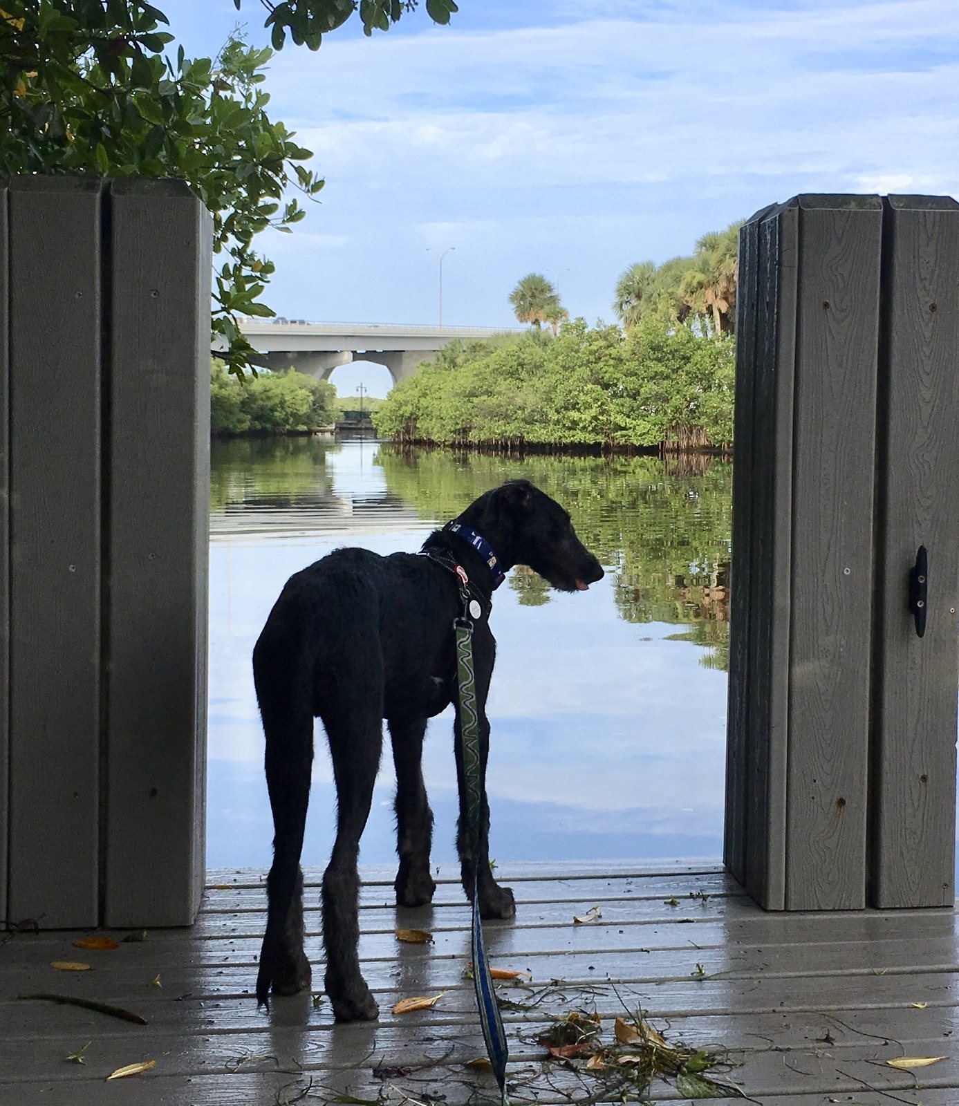 Derby On The Dock