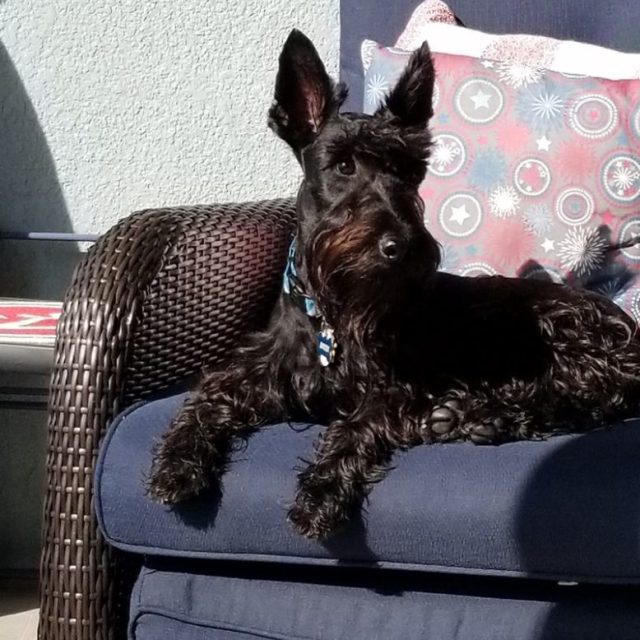 Angus