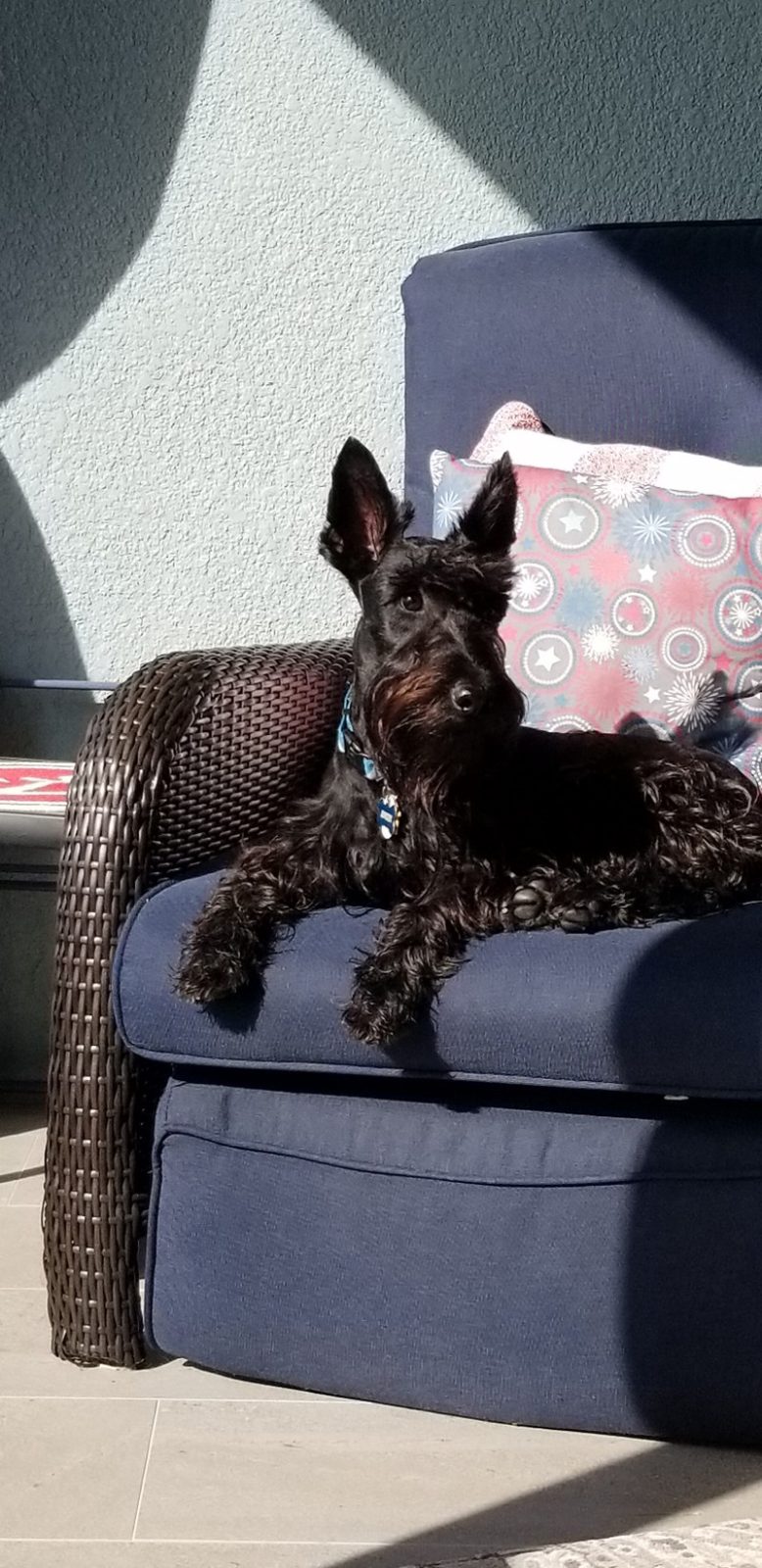Angus