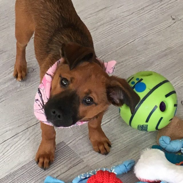 Pearl My Little Girl Rescue Puppy. She Saved My Life From Severe Depression.