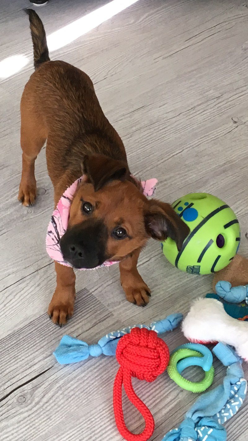 Pearl My Little Girl Rescue Puppy. She Saved My Life From Severe Depression.