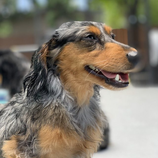 Summer Smile
