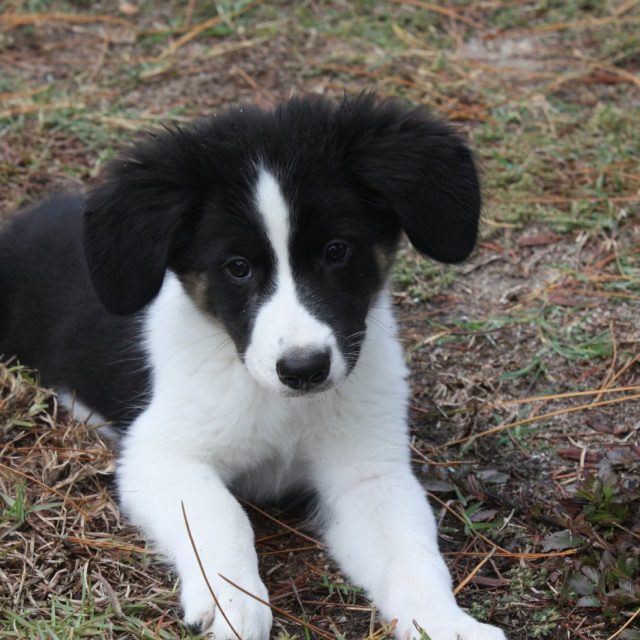 Baby Toby