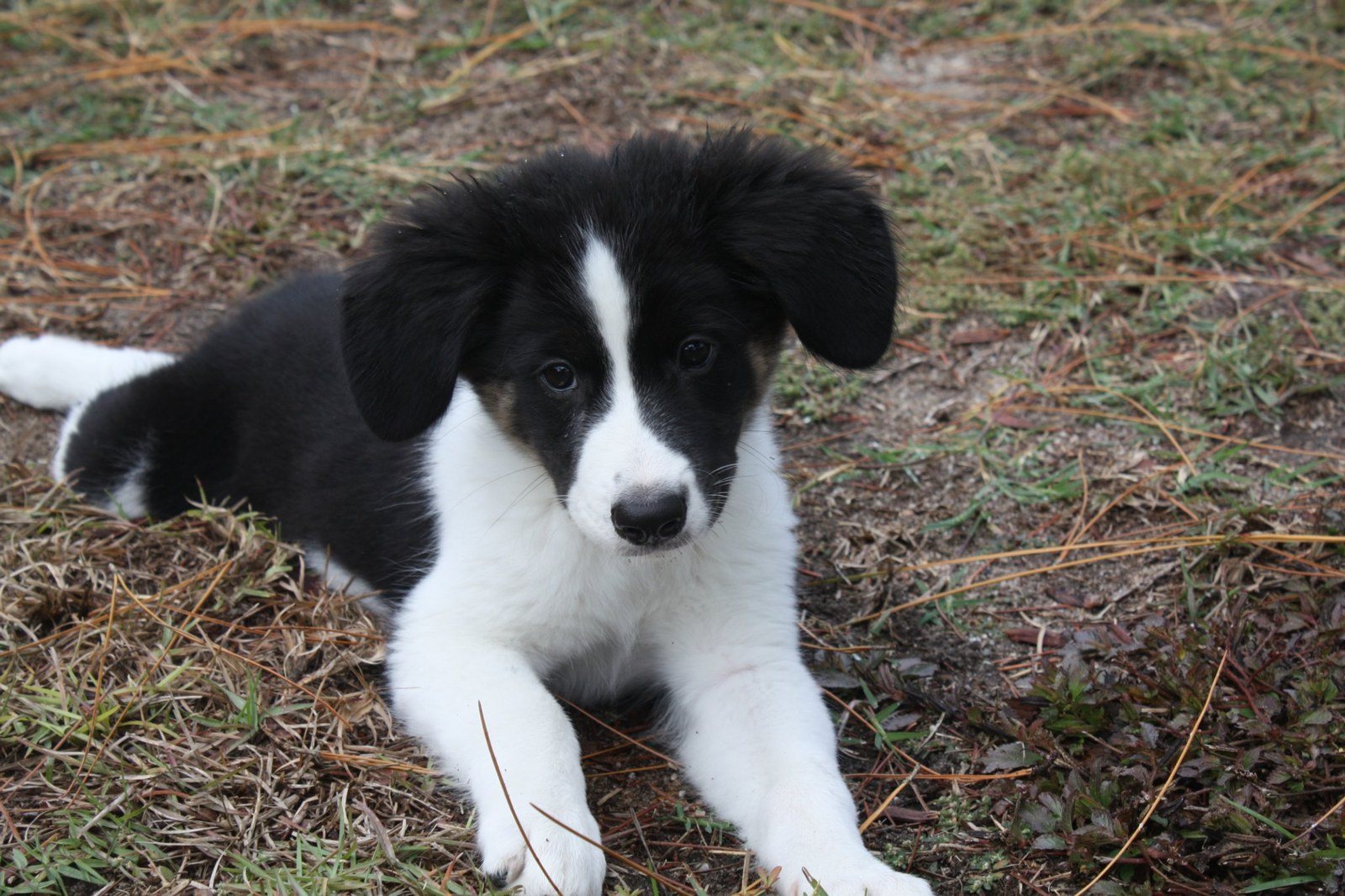 Baby Toby