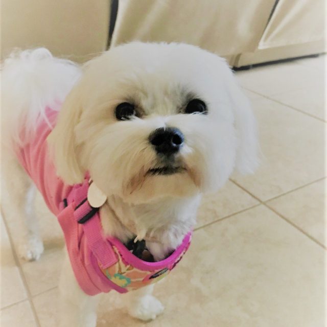 Happy 1st Birthday Luna