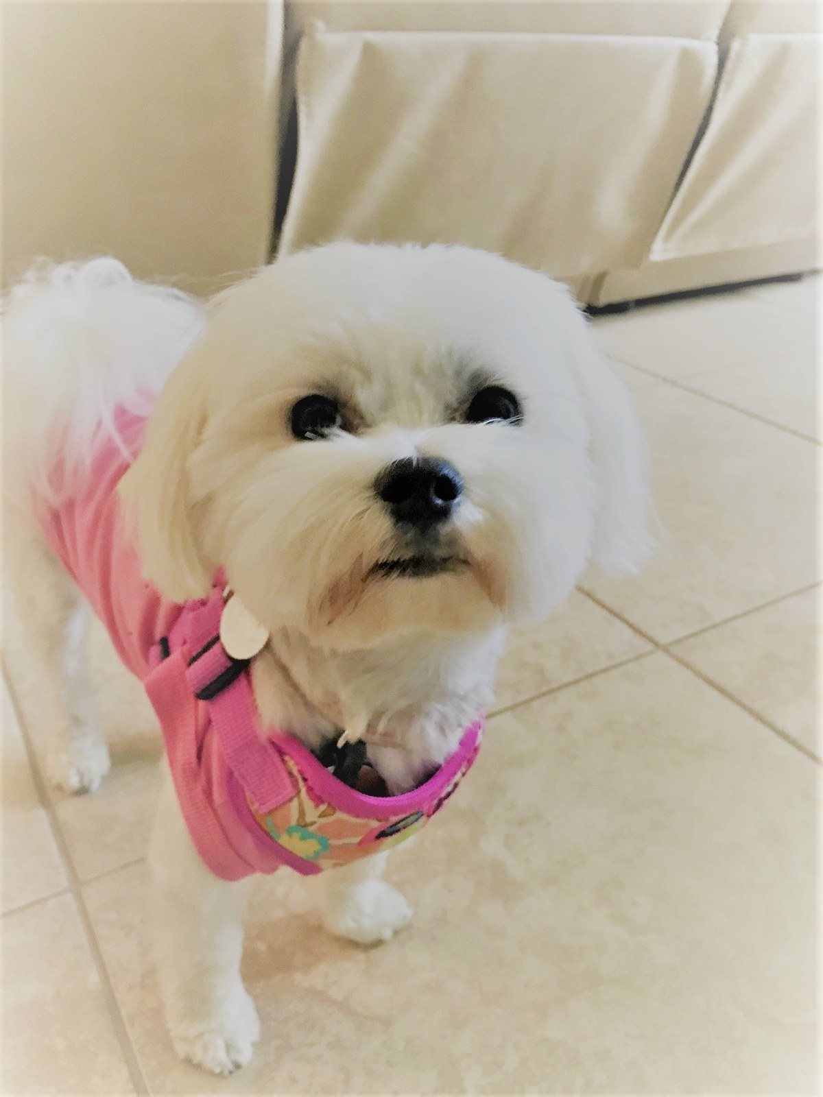 Happy 1st Birthday Luna