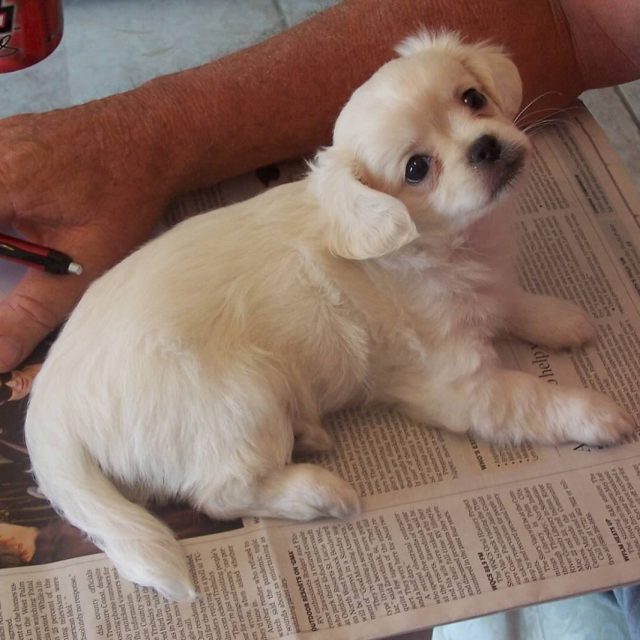 Little Lily
