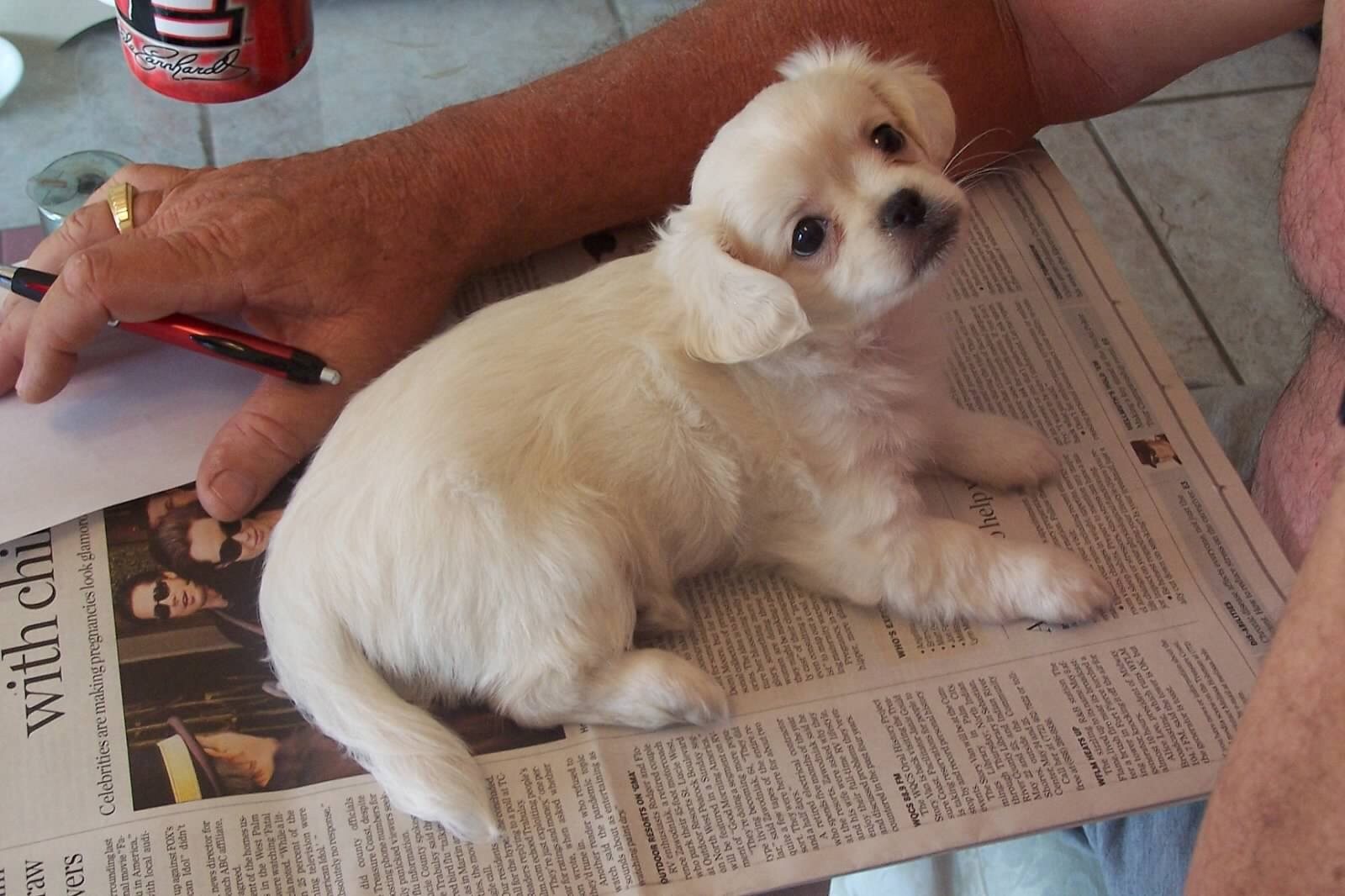 Little Lily