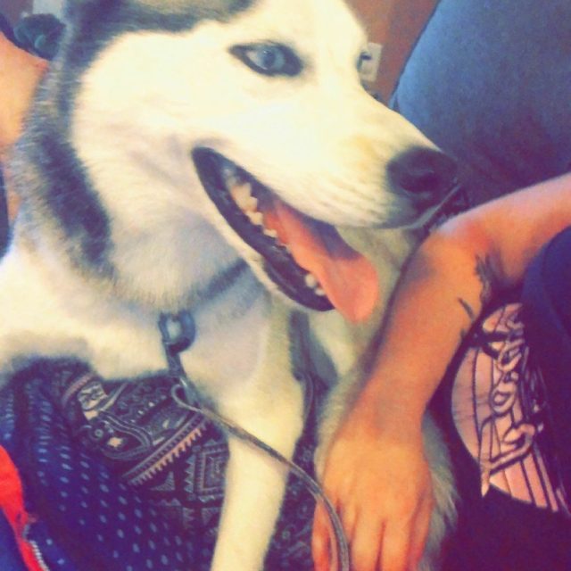"Skye The Husky!"