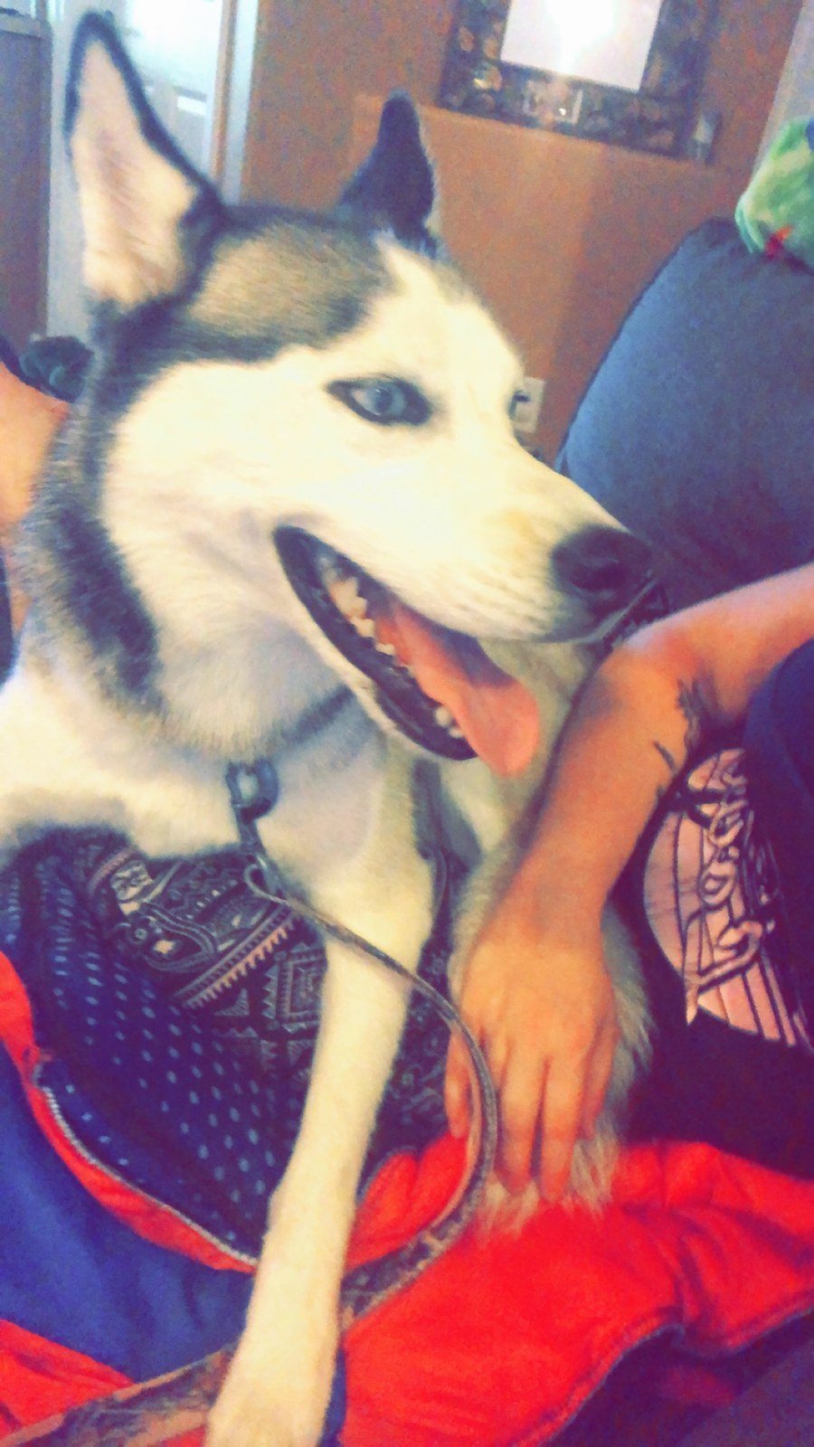 "Skye The Husky!"