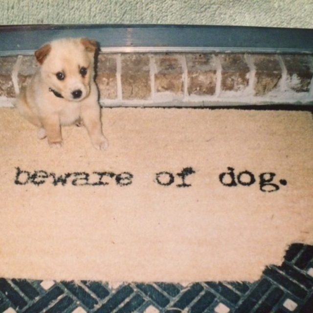 Beware Of Dog
