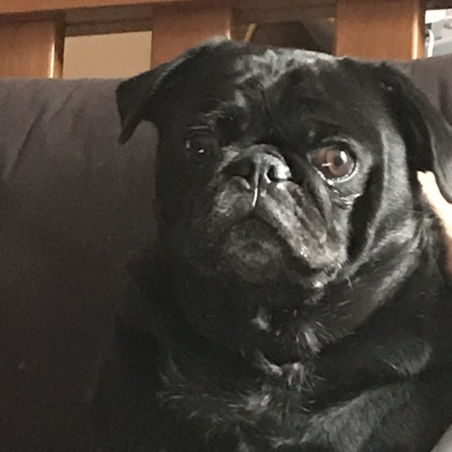 Hi - I'm Bodhi, I Love Snuggles And Long Walks.
