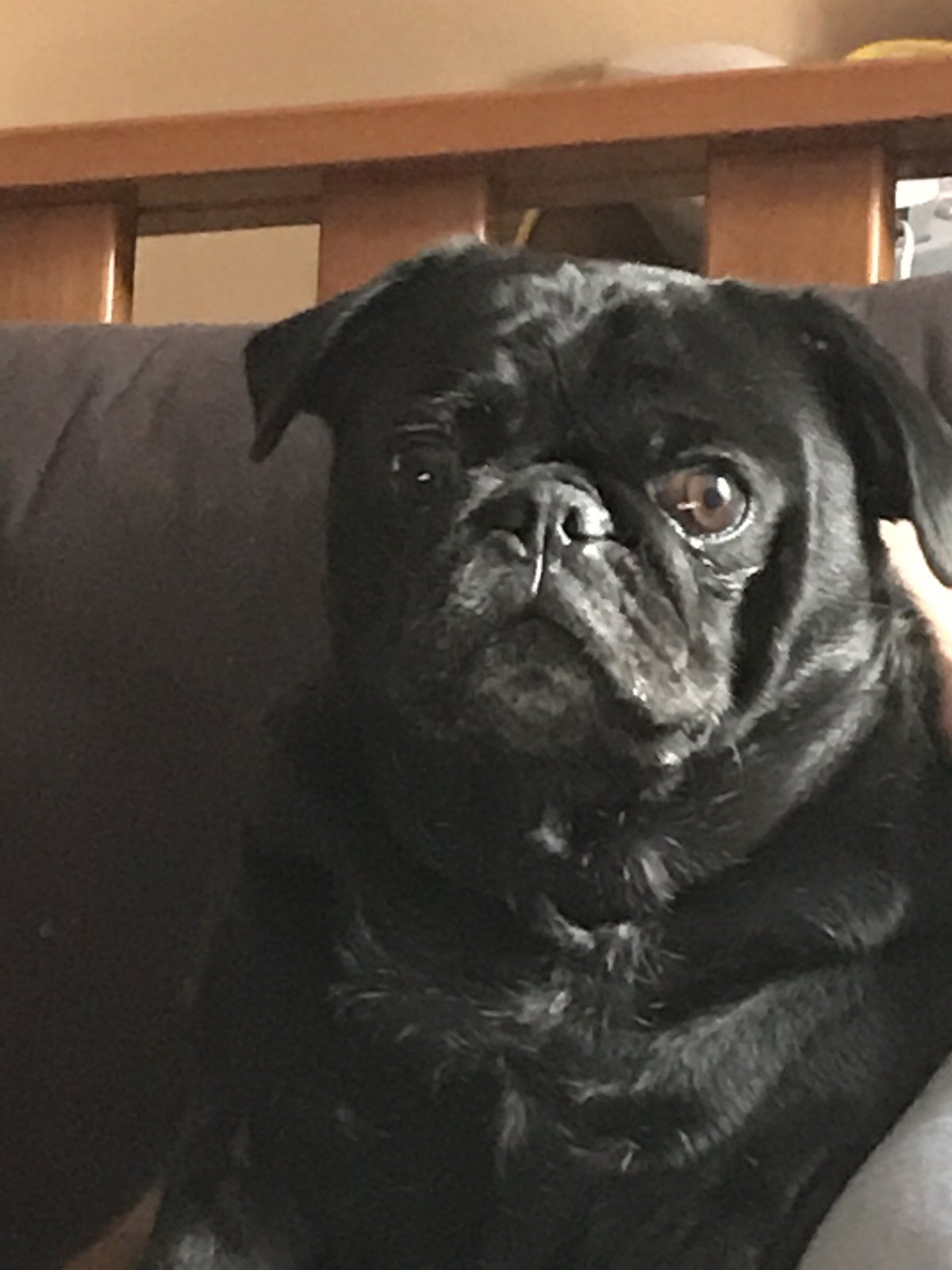 Hi - I'm Bodhi, I Love Snuggles And Long Walks.