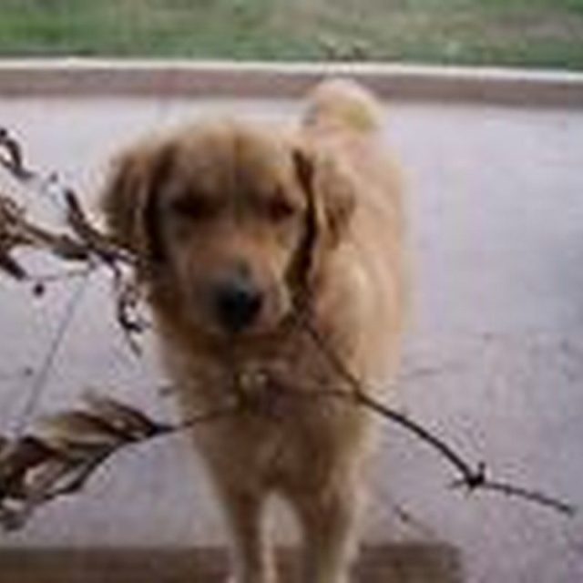 Abby "I Picked You Some Flowers Mommy"