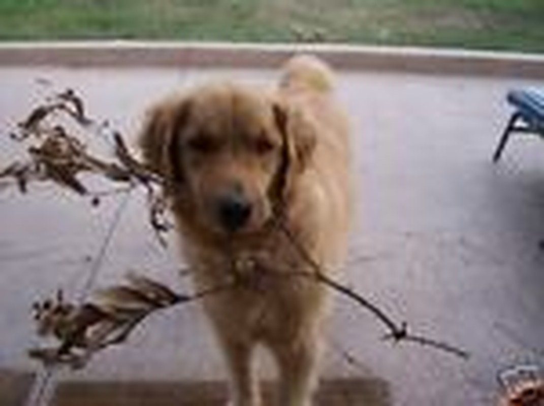 Abby "I Picked You Some Flowers Mommy"