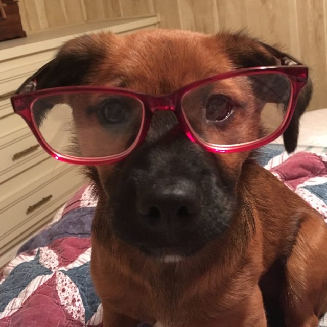 Pearl My Little Girl Rescue Puppy. She Saved My Life From Severe Depression.