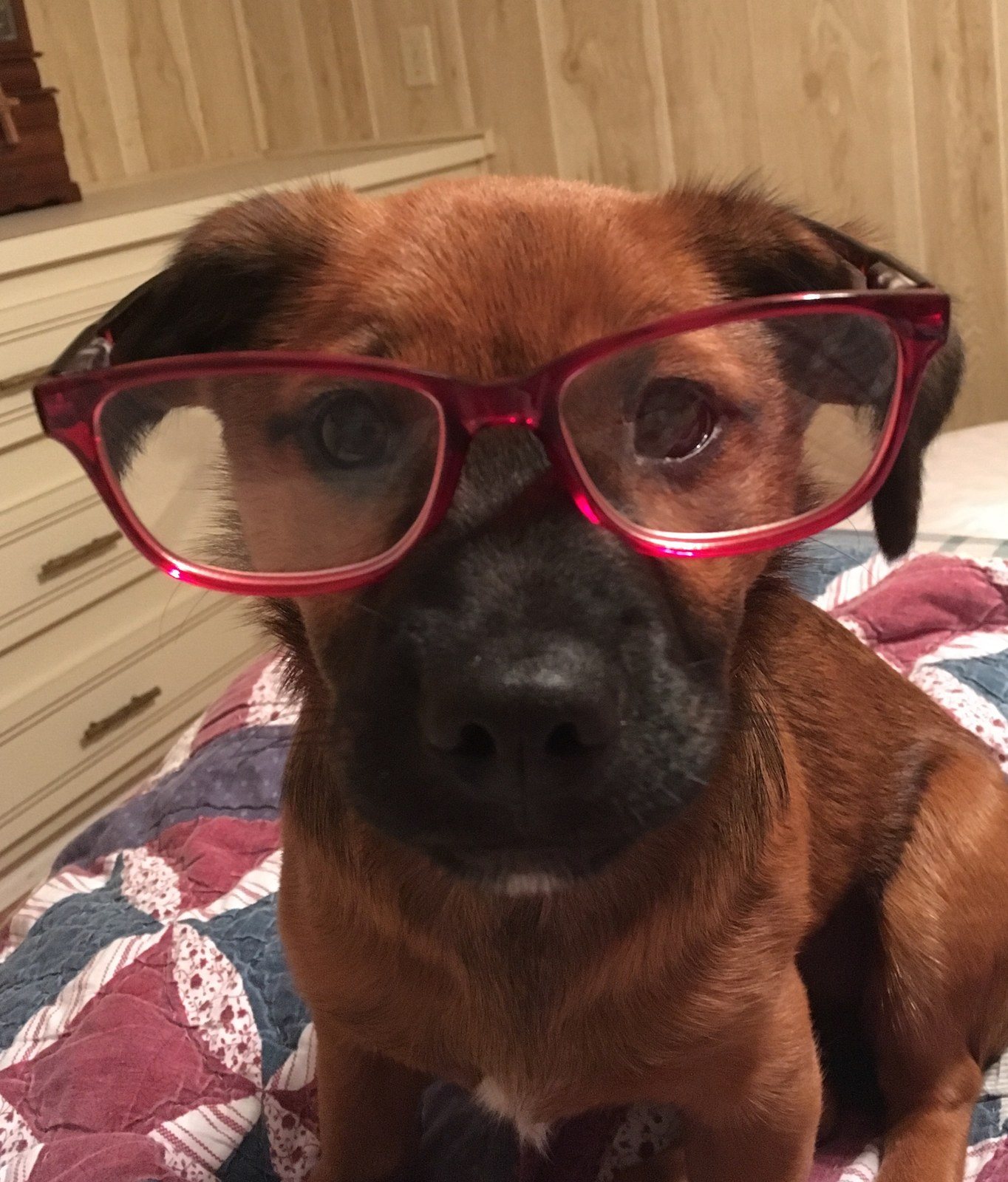 Pearl My Little Girl Rescue Puppy. She Saved My Life From Severe Depression.