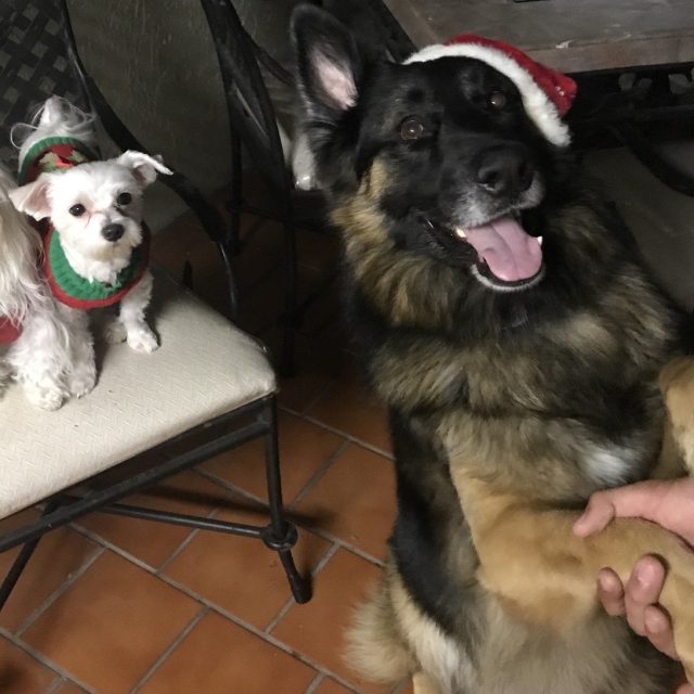Pup Holiday
