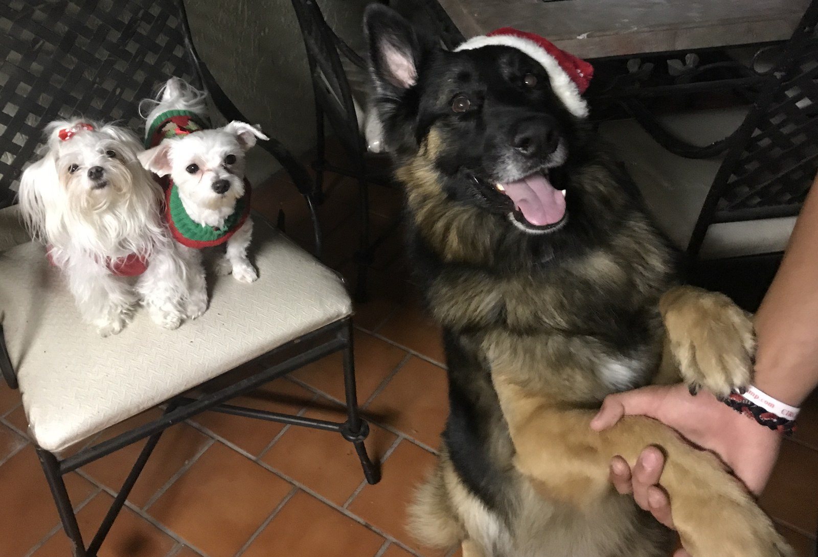 Pup Holiday