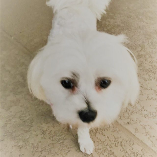 Sweet Luna