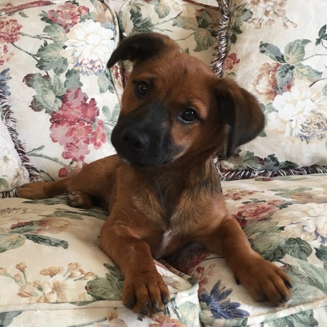Pearl My Little Girl Rescue Puppy. She Saved My Life From Severe Depression.