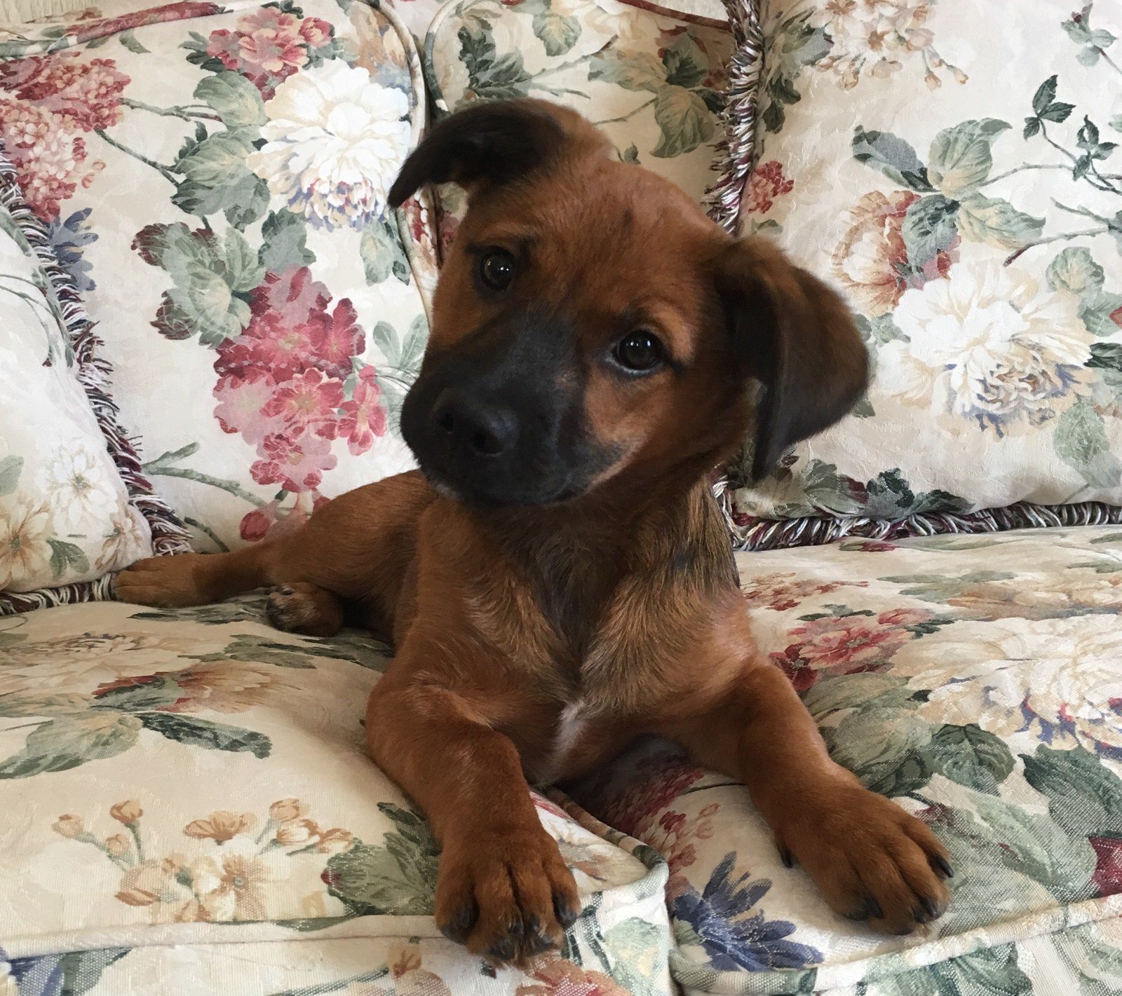 Pearl My Little Girl Rescue Puppy. She Saved My Life From Severe Depression.