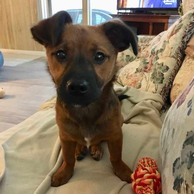 Pearl My Little Girl Rescue Puppy.