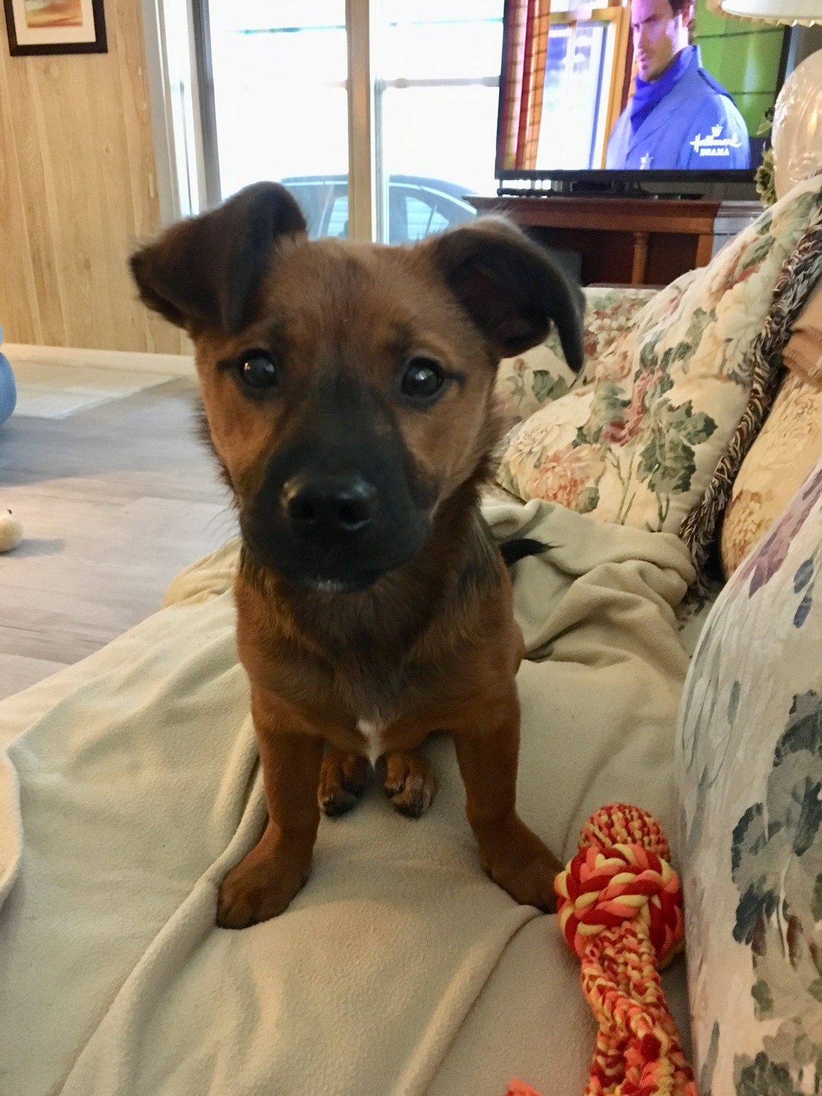 Pearl My Little Girl Rescue Puppy.
