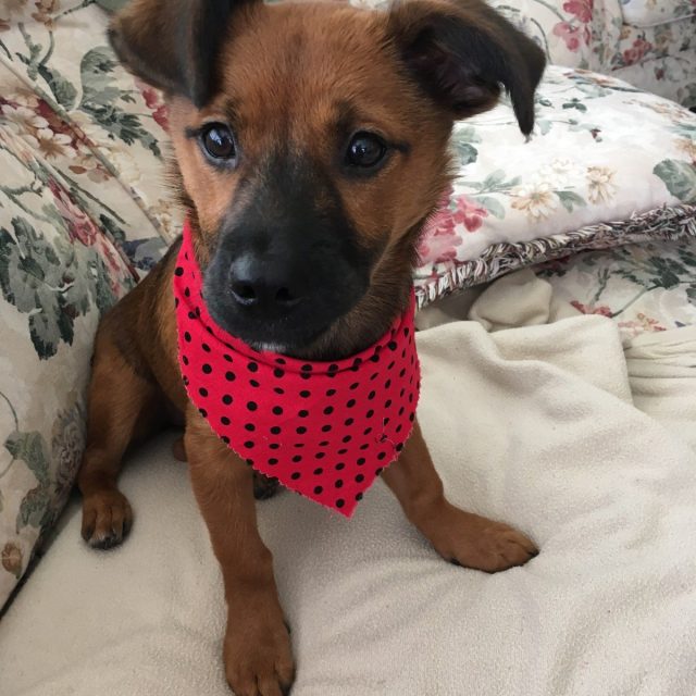 Pearl My Little Girl Rescue Puppy. She Saved My Life From Severe Depression.