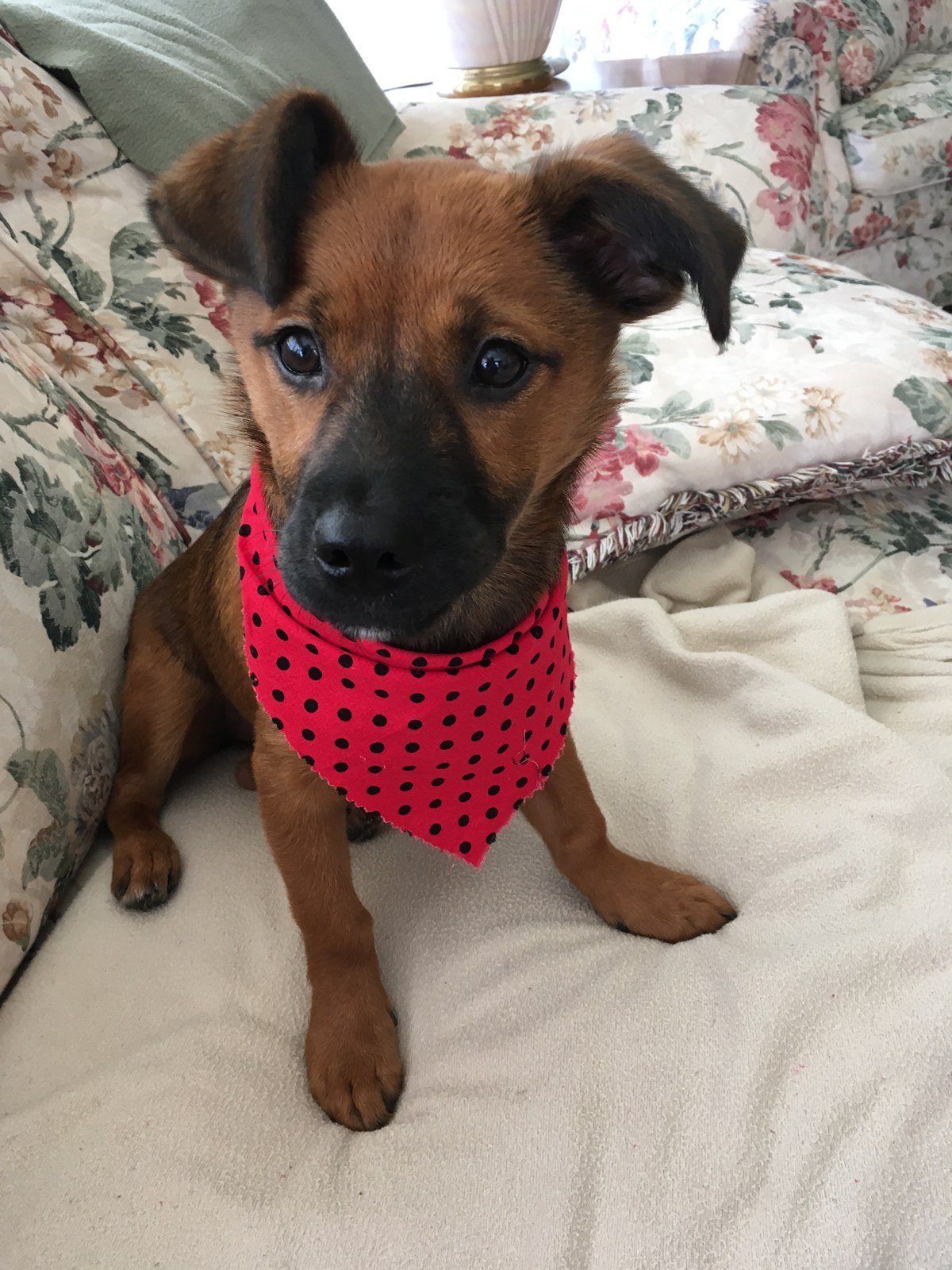 Pearl My Little Girl Rescue Puppy. She Saved My Life From Severe Depression.