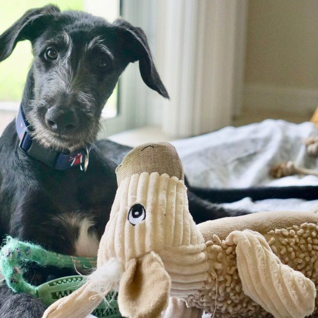 Derby The Scottish Deerhound