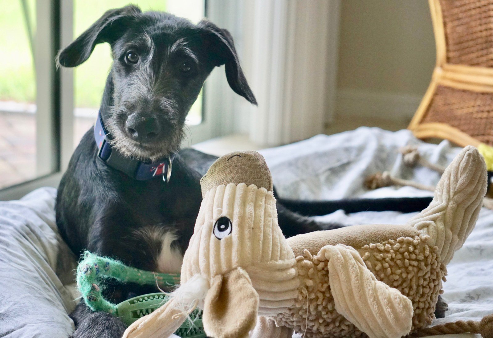 Derby The Scottish Deerhound