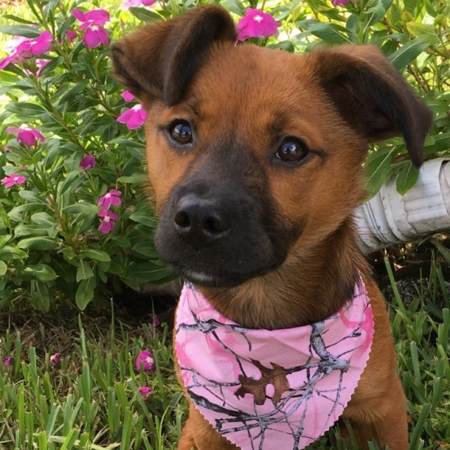 Pearl My Little Girl Rescue Puppy.