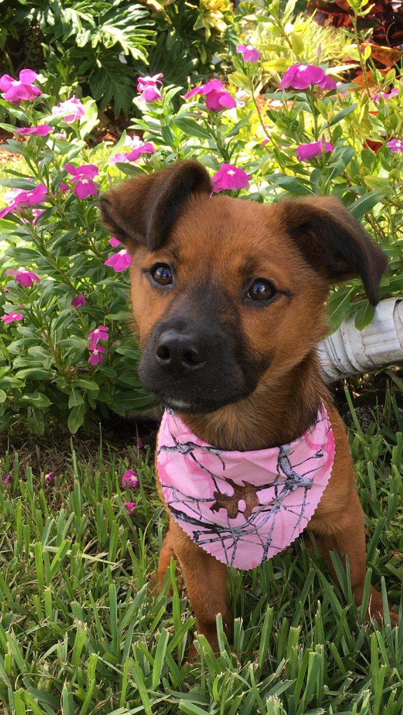 Pearl My Little Girl Rescue Puppy.