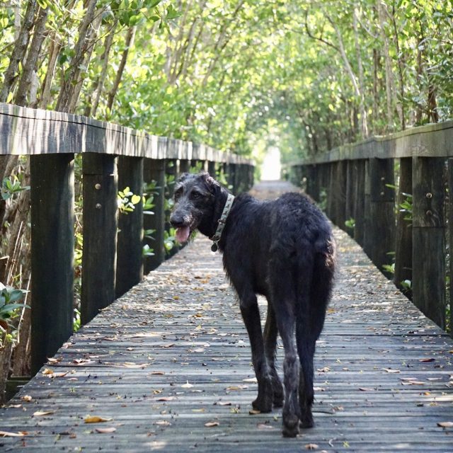 Derby On The Trail