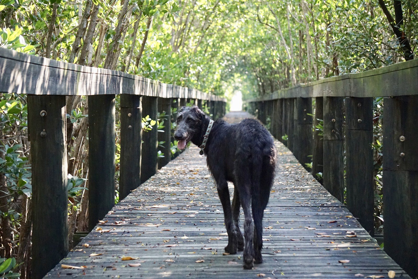 Derby On The Trail