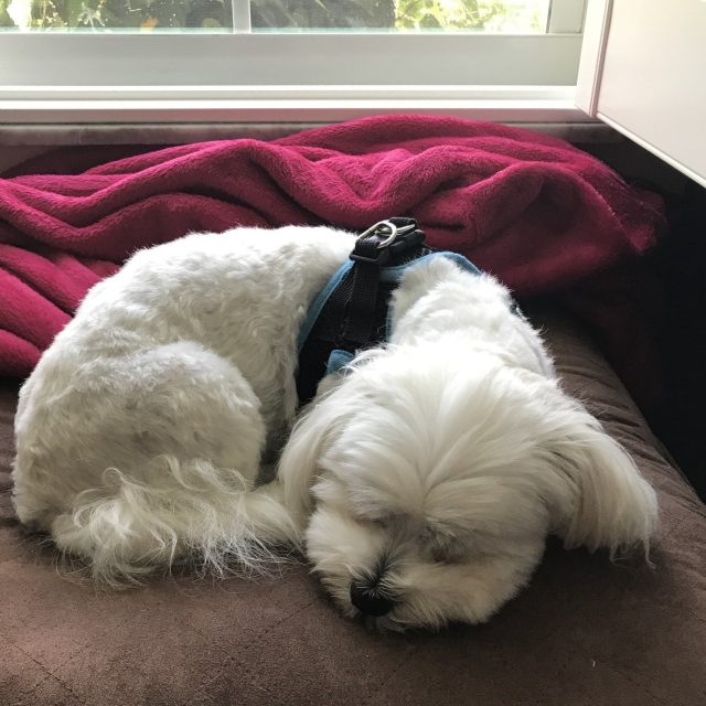 Luna's Sweet Dreams