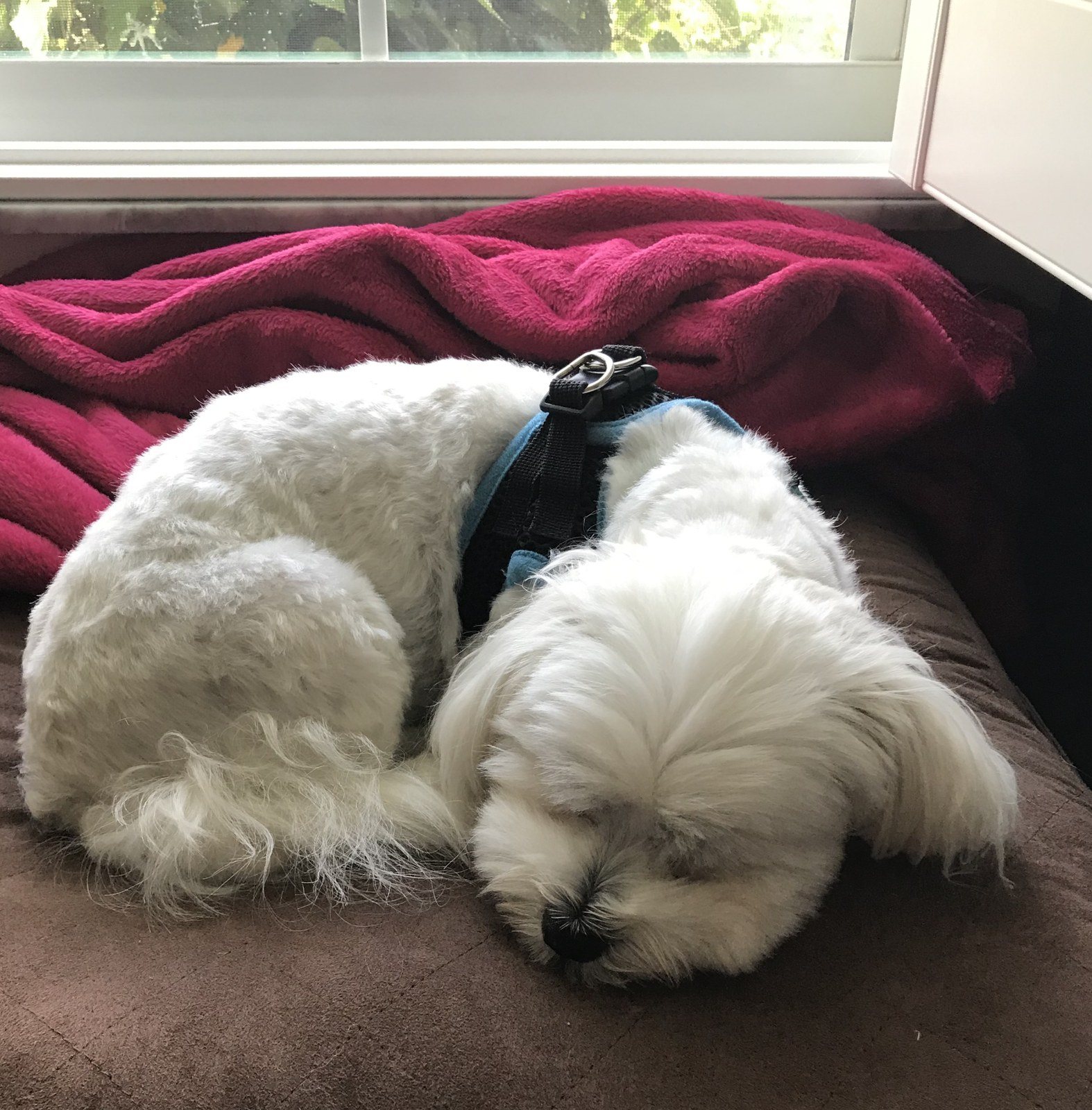 Luna's Sweet Dreams