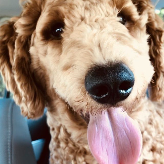 Pico Loves Car Rides!