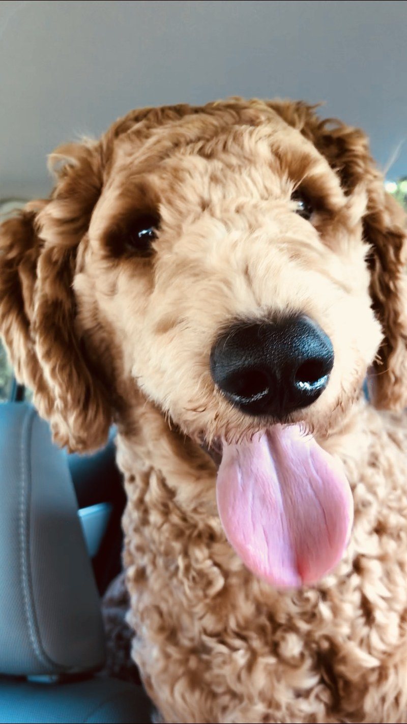 Pico Loves Car Rides!